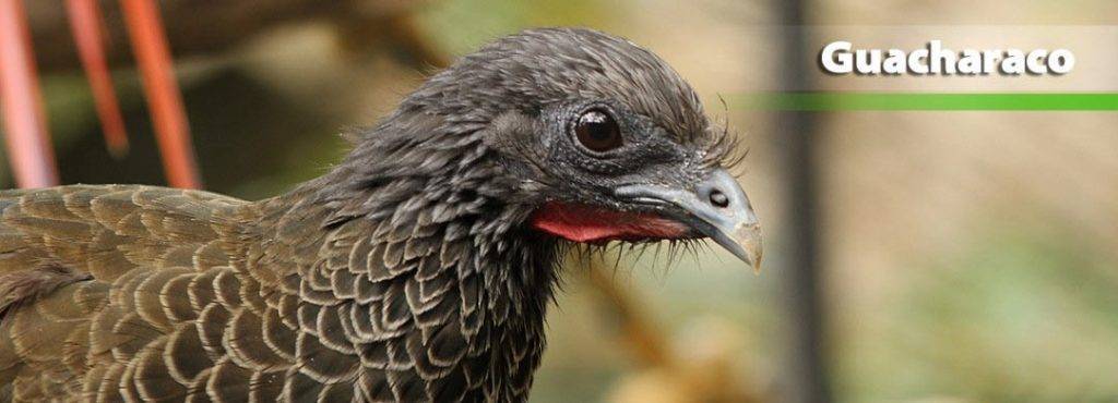 aves herbivoras - Aves herbívoras: ejemplos, características y tipos