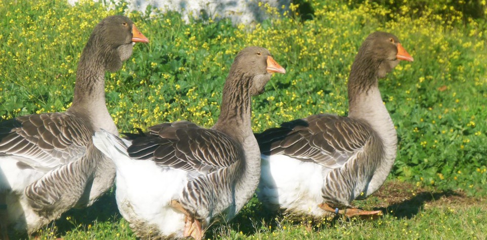 aves ocas - Te gustaría descubrir las 10 razas de ocas más fascinantes