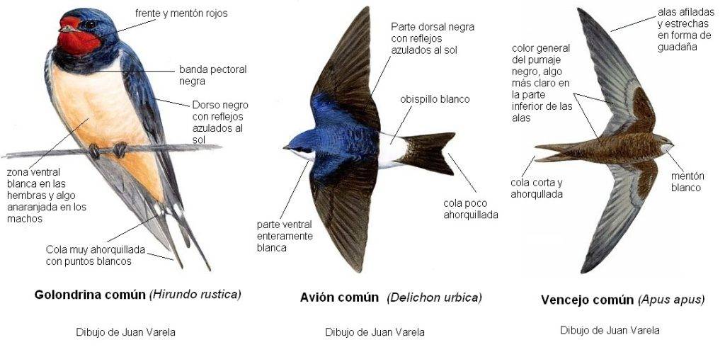 avion golondrina - Cuáles son las diferencias entre golondrina, vencejo y avión