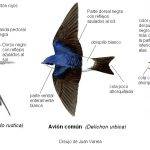 Cuáles son las diferencias entre golondrina, vencejo y avión