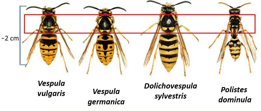 avispa de suelo - Cómo y dónde construyen avispas sus nidos de suelo