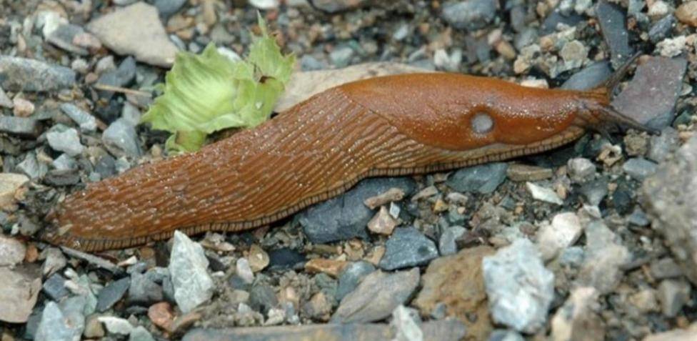 babosa venenosa - Las babosas de tierra son peligrosas para los humanos