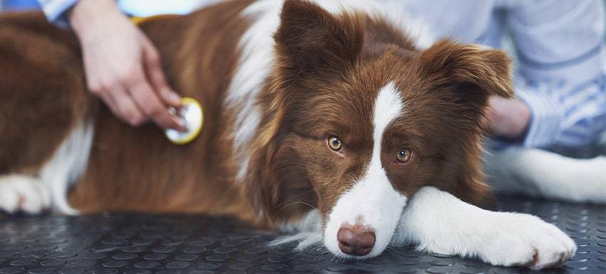 bajada de azucar en perros sintomas - Por qué los perros sufren hipoglucemia y cómo tratarla