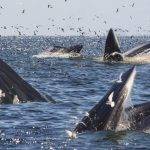 Qué come la ballena azul para alimentarse