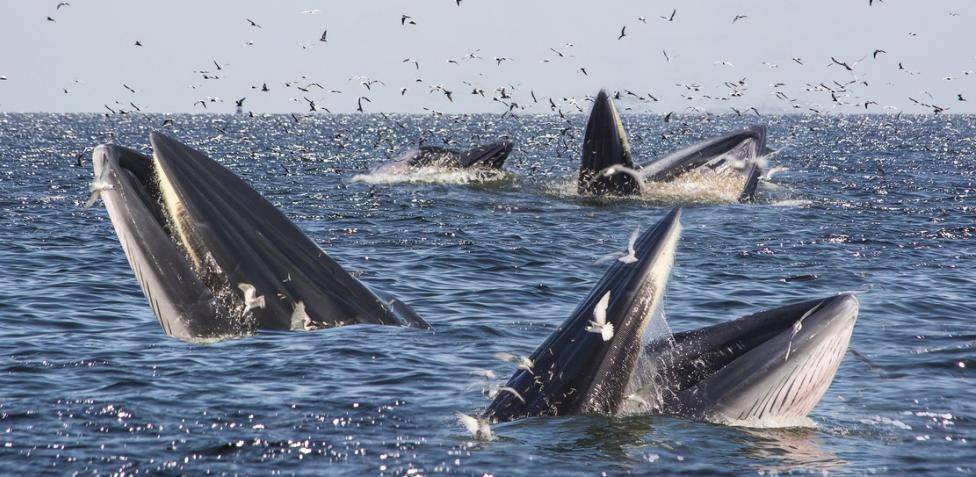 ballena azul comida - Qué come la ballena azul para alimentarse