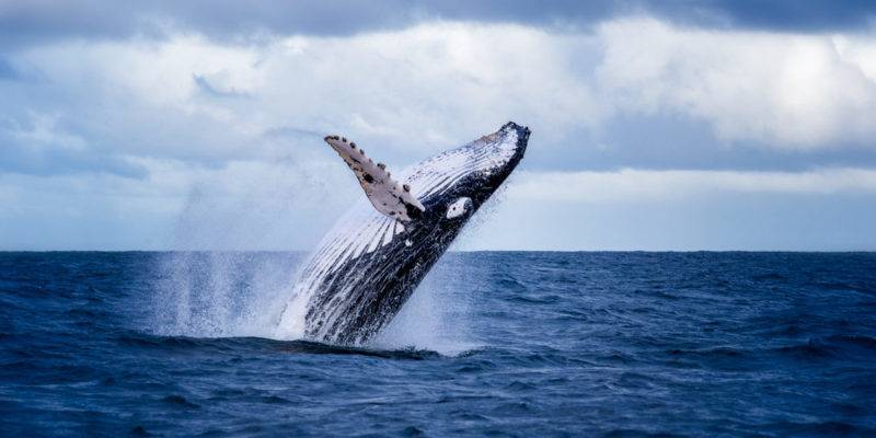 ballena caracteristicas - Qué hace a las ballenas criaturas marinas tan majestuosas