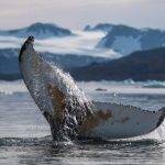 Cuál es el proceso de reproducción de las ballenas azules