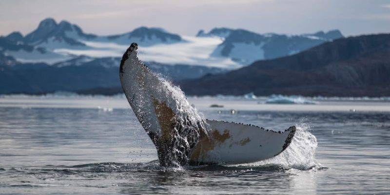 ballena como se reproduce - Cuál es el proceso de reproducción de las ballenas azules