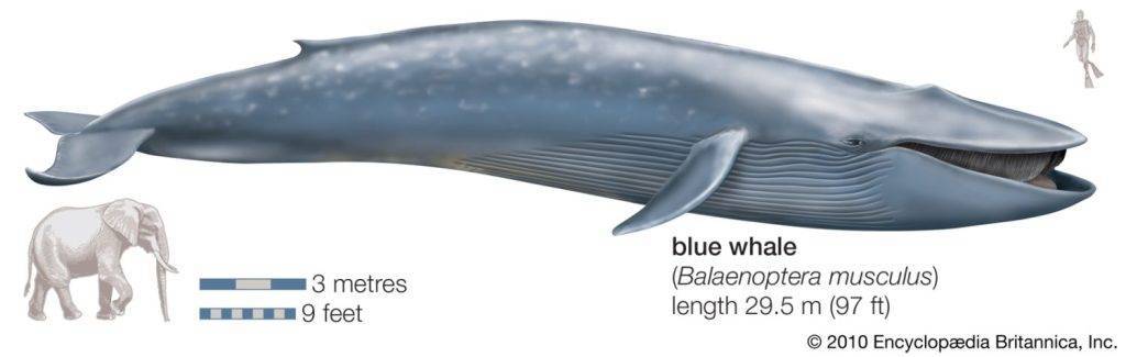 ballena cuanto mide - Tamaño de la ballena azul, la más grande del mundo