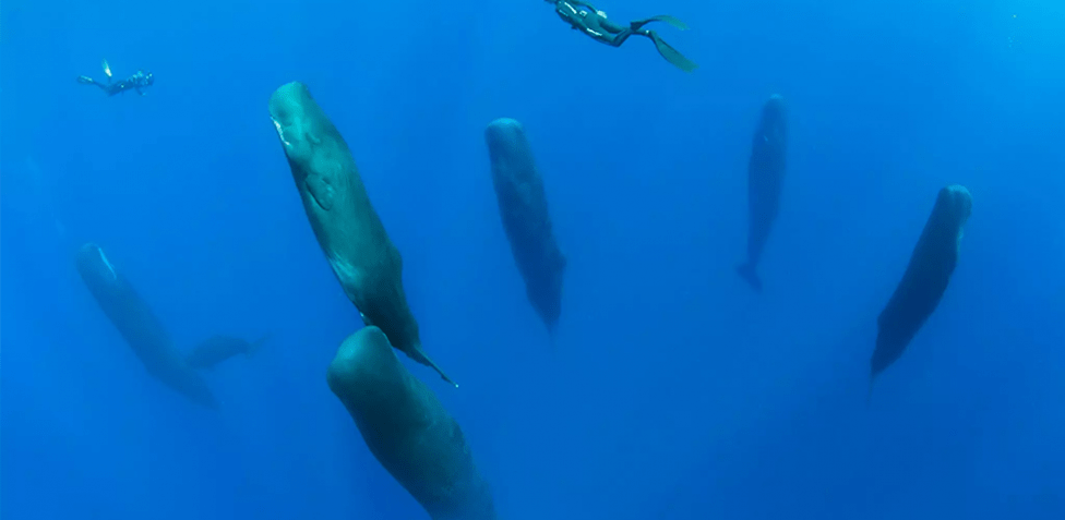 ballena durmiendo - Cuál es la posición en la que duermen las ballenas