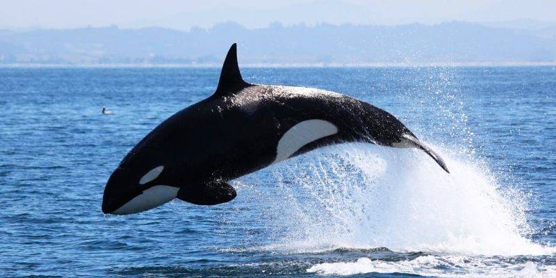 ballena mamifero - Por qué las ballenas son consideradas mamíferos marinos