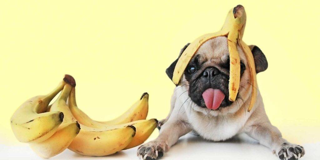 banana perro 1 - Los perros pueden consumir plátanos de forma segura