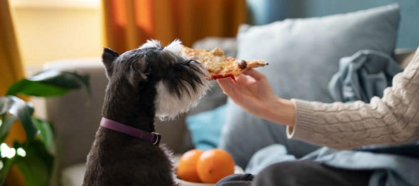 barkyn comida para perros - Barkyn Pienso para Perros: Opiniones, Composición y Precio