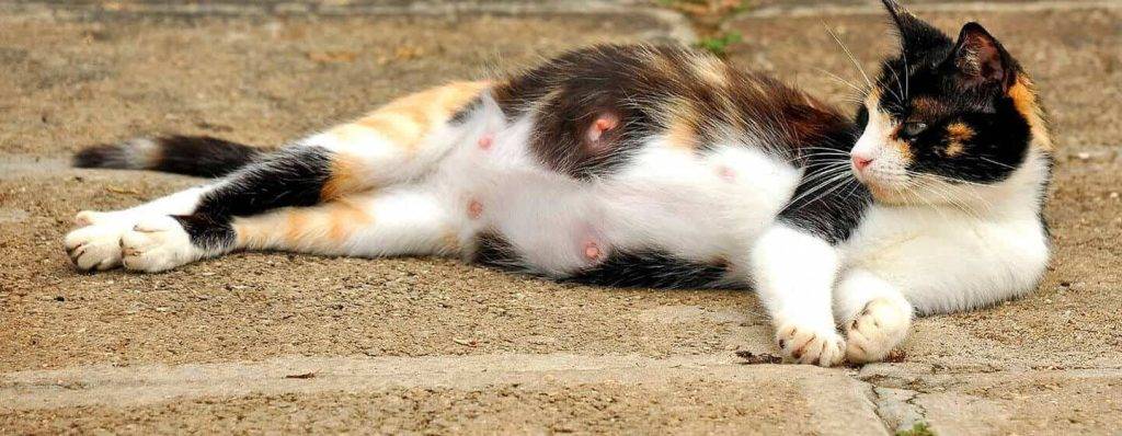 barriga panza gata embarazada de un mes - Cómo avanza el embarazo de una gata semana a semana