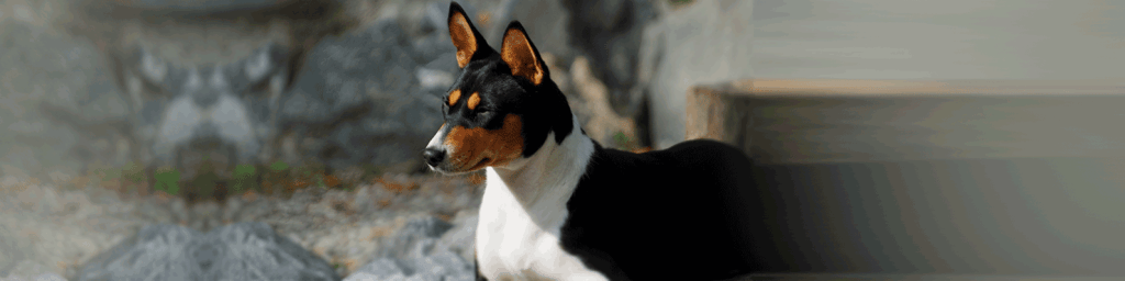 basenji atigrado 21 - Basenji Atigrado: Origen, Características y Cuidados