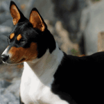 Basenji Atigrado: Origen, Características y Cuidados