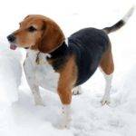 Cuáles son las diferencias entre Beagle y Basset Hound