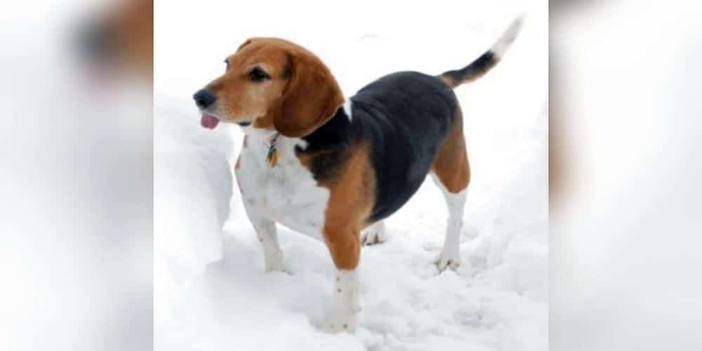 basset hound beagle - Cuáles son las diferencias entre Beagle y Basset Hound