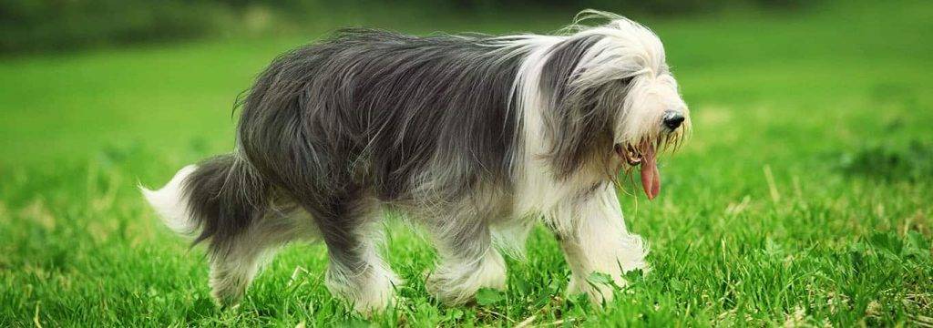 bearded collie - Por qué el Bearded Collie es una raza tan especial