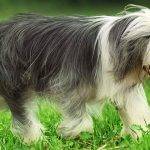 Por qué el Bearded Collie es una raza tan especial