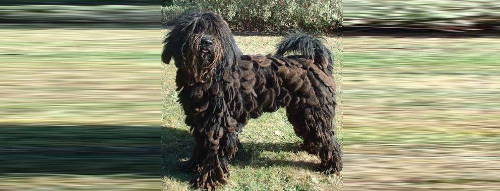 bergamasco perro - Qué características y fotos tiene el Perro Pastor Bergamasco