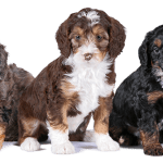 Datos clave sobre el Bernedoodle y Mini Bernedoodle