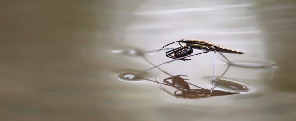 bicho acuatico - Tipos de insectos acuáticos y sus características