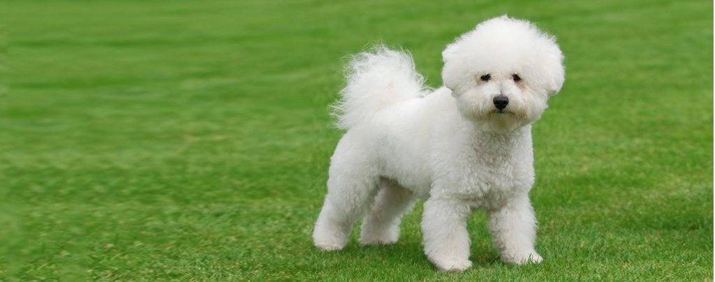 bicho frise 44 - Cómo cuidar a un Bichón Frisé adulto para mantenerlo saludable