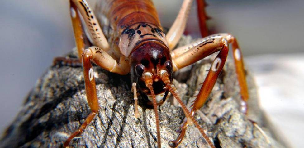 bicho grandes - Cuáles son los Insectos más Grandes del Planeta Tierra