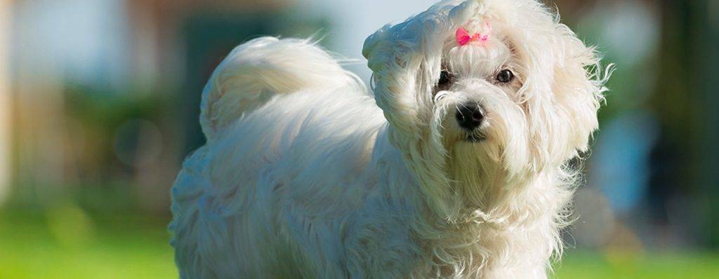 bichon maltes pelo rizado - Cómo puedo alisar el pelo de un bichón maltés en casa