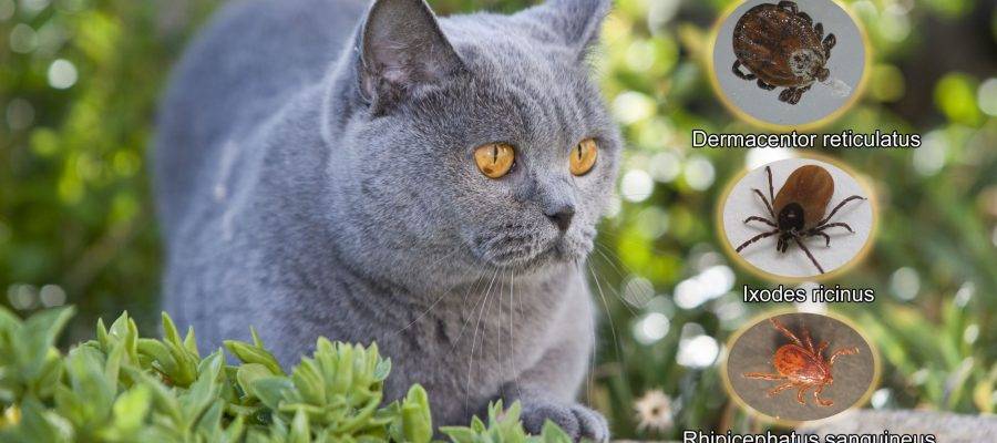 bichos en gatos - Cómo identificar y combatir parásitos externos en gatos