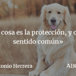 Frases motivadoras sobre animales Quieres inspirarte