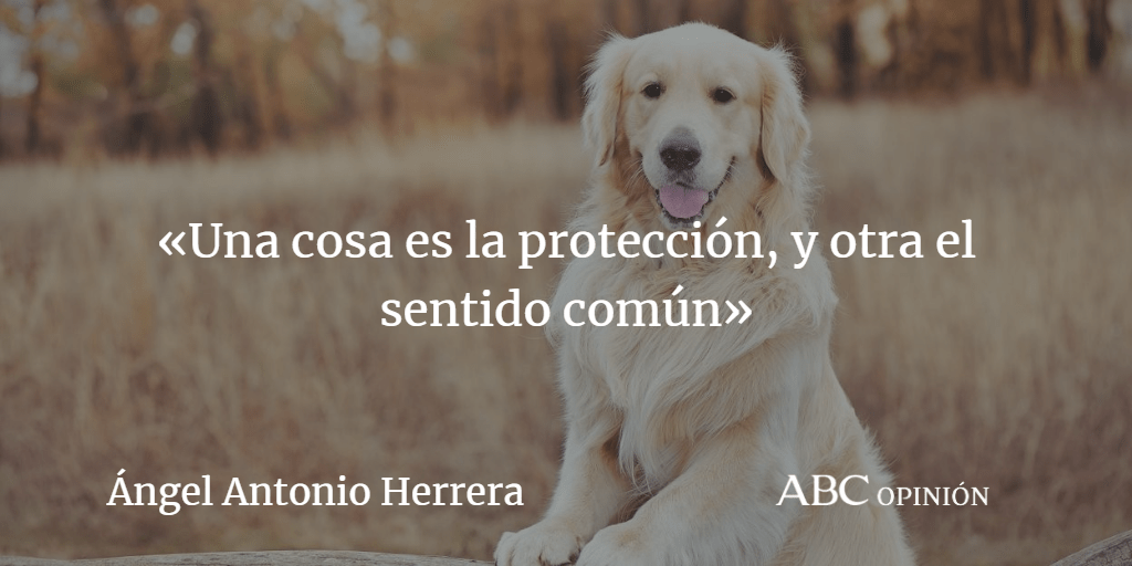 bienestar animal frases - Frases motivadoras sobre animales Quieres inspirarte