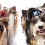 Qué características destacan del Biewer Yorkshire Terrier