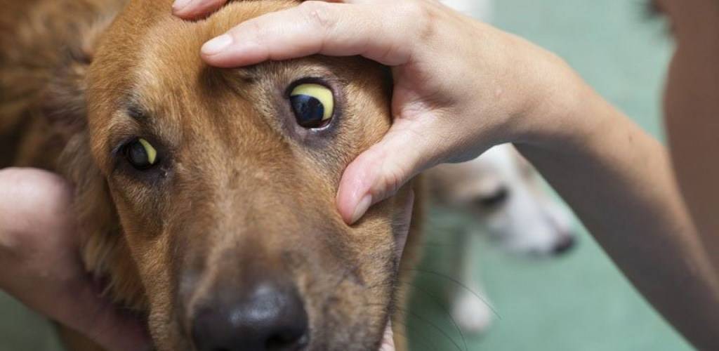 bilirrubina alta en perros - Qué causa la ictericia en perros y cómo tratarla