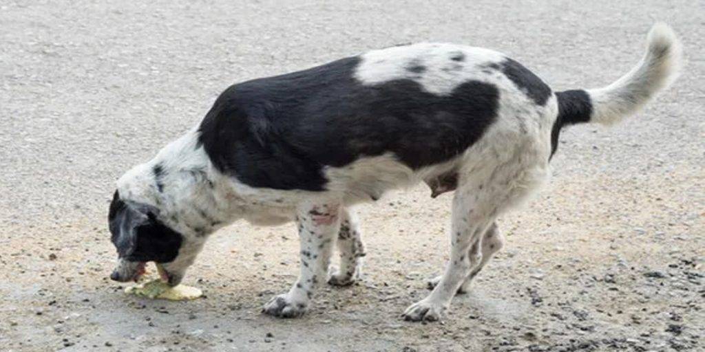 bilis tipos de vomitos en perros - Cuál es la razón por la que mi perro vomita bilis en ayunas