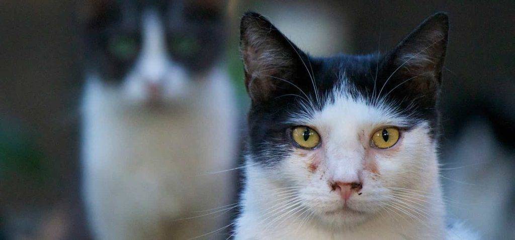 blefaritis gatos - Cuál es la mejor forma de tratar la blefaritis en gatos