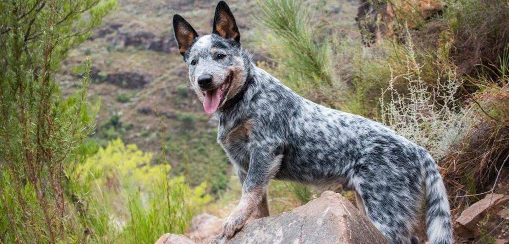 blue pastor - Conoces al Boyero Australiano o Heeler Australiano