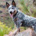 Conoces al Boyero Australiano o Heeler Australiano