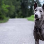 Conoces al perro Thai Ridgeback Dog de Tailandia