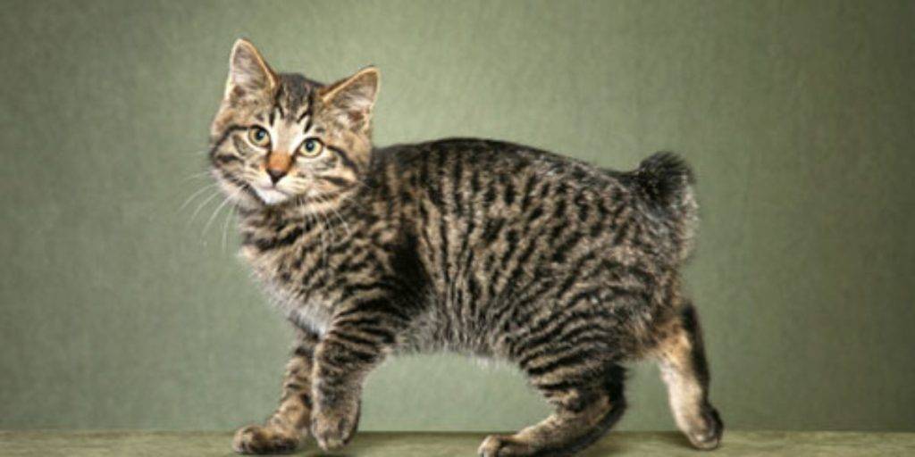 bobtail kurilian - Qué curiosidades debes conocer sobre el Gato Kurilian Bobtail