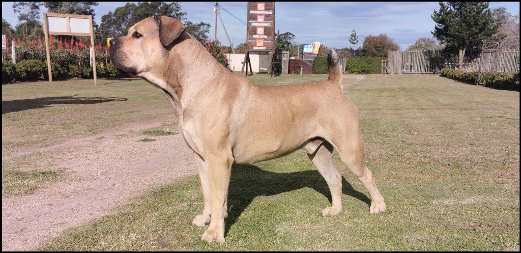 boerboel peso - Qué características tiene el Boerboel y cuál es su peso