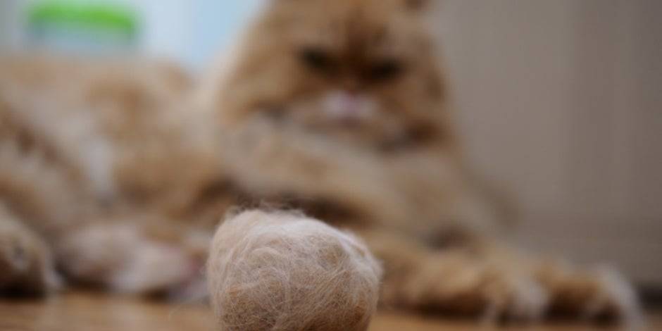 bola de pelo gato - Cómo tratar las bolas de pelo en gatos de forma efectiva