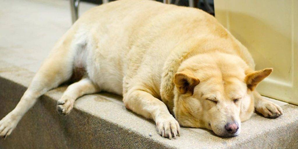 bolas de grasa en perros - Cuál es el tratamiento adecuado para los lipomas en perros