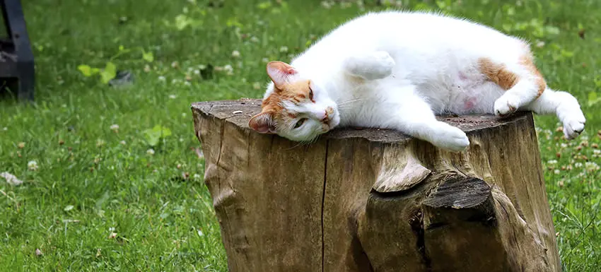 bolita tumores en gatos fotos 1 - Qué tipos de bultos subcutáneos son comunes en gatos