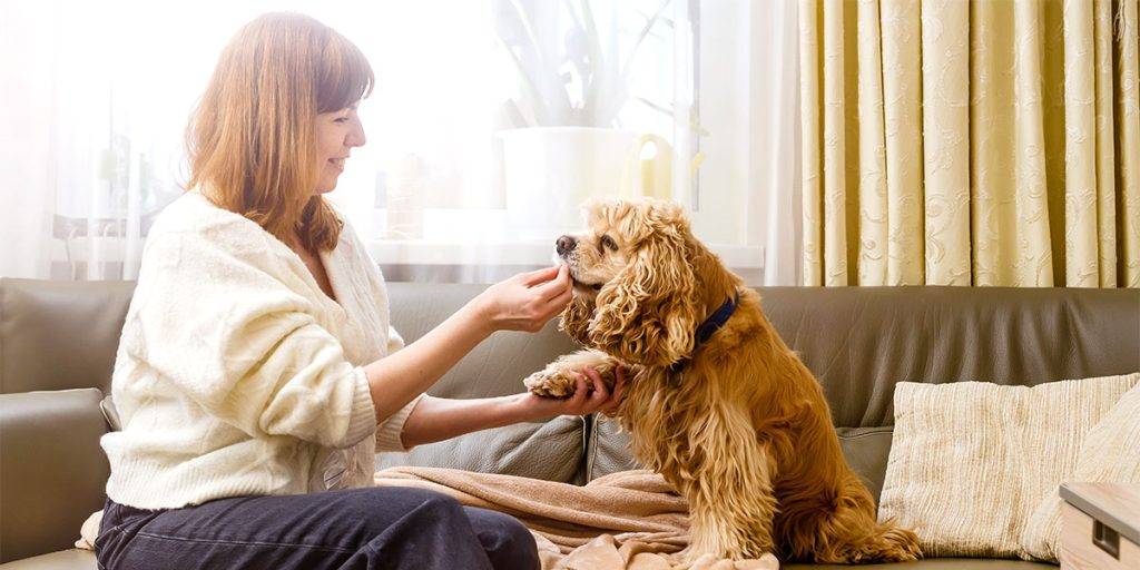 bolitas granos en perros - Qué causa los granitos en los perros y cómo se pueden tratar