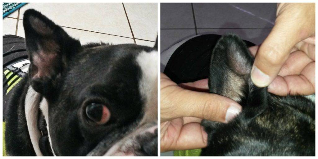 bolsa liquido oreja perro - Qué causa el otohematoma en perros y cómo tratarlo en casa