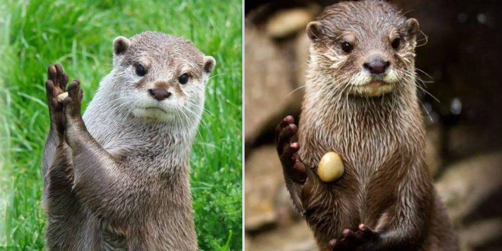 bolsillo nutria - Es cierto que las nutrias tienen bolsillos en sus vientres