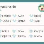 Necesitas ideas de nombres únicos para tu perrita