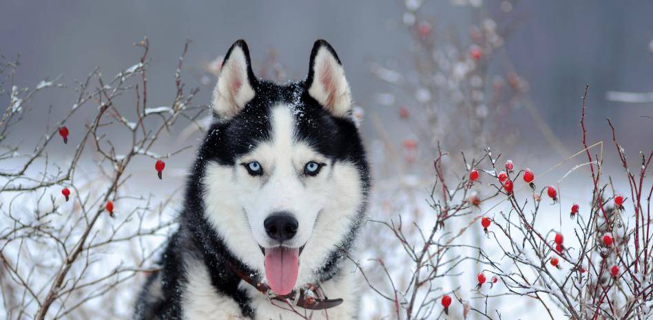 bonitos perros carinosos - Cuáles son las razas de perros más cariñosas y afectuosas